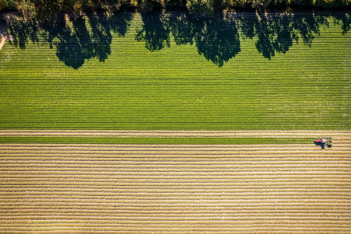 Vista aérea de un campo agrícola durante la cosecha